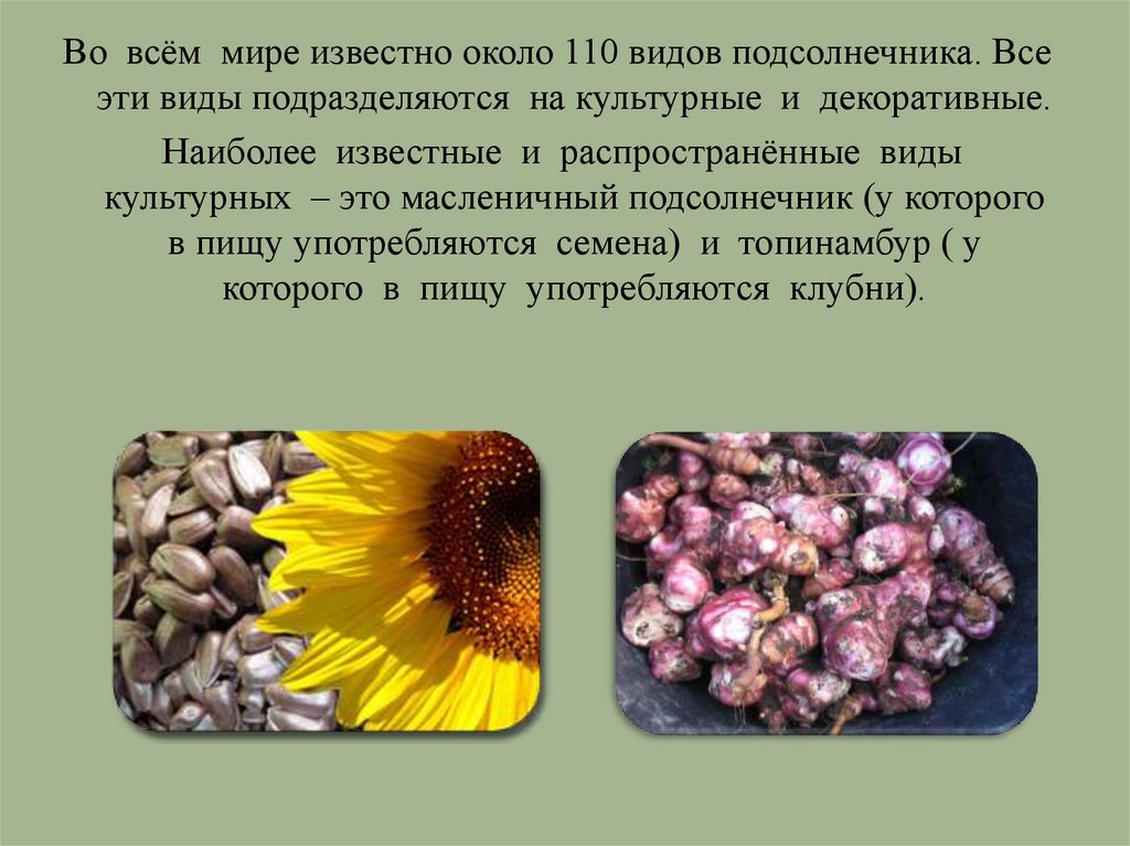 Зачем человеку растения - презентация онлайн