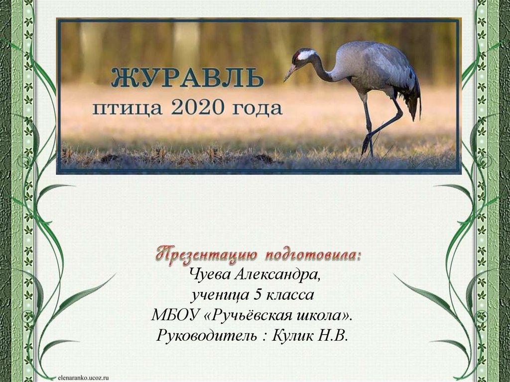 Птица года список. Журавль птица года. Журавль птица 2020. Птица года 2022 в России. Птица года 2022 года в России.