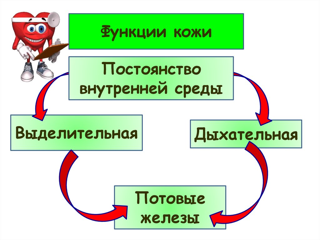 Покровы тела строение и функции кожи 8 класс презентация