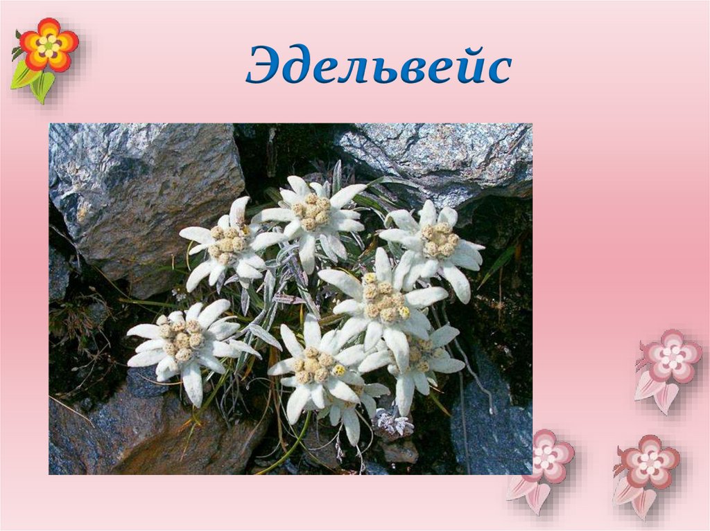 Эдельвейс