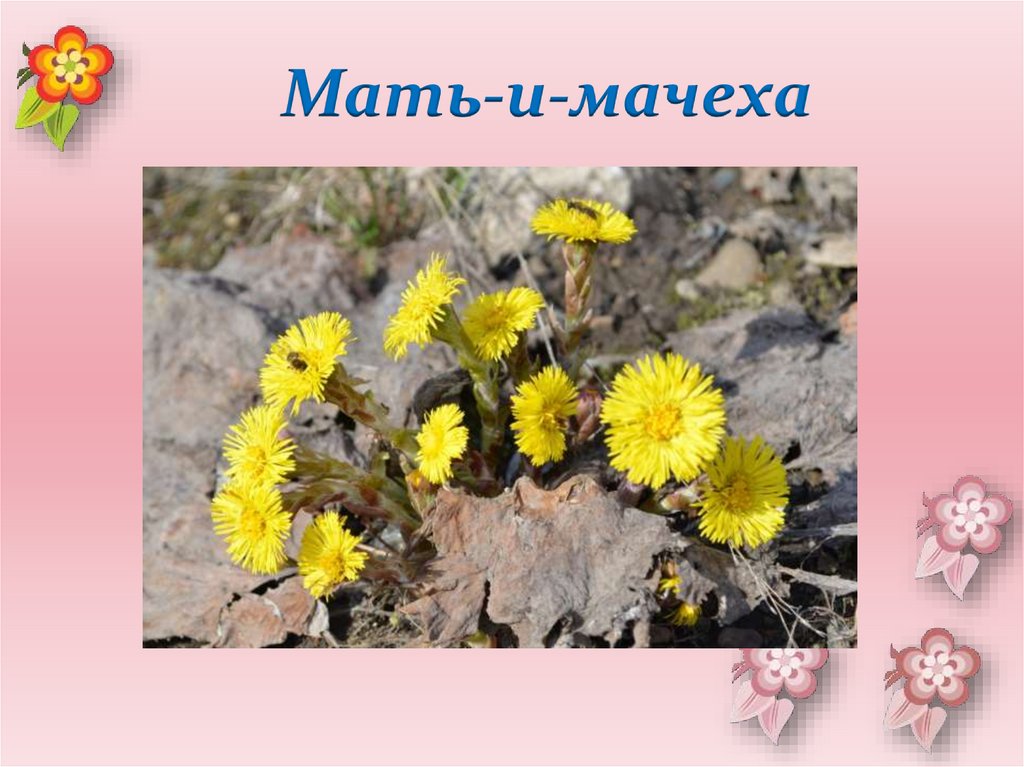 Мать-и-мачеха