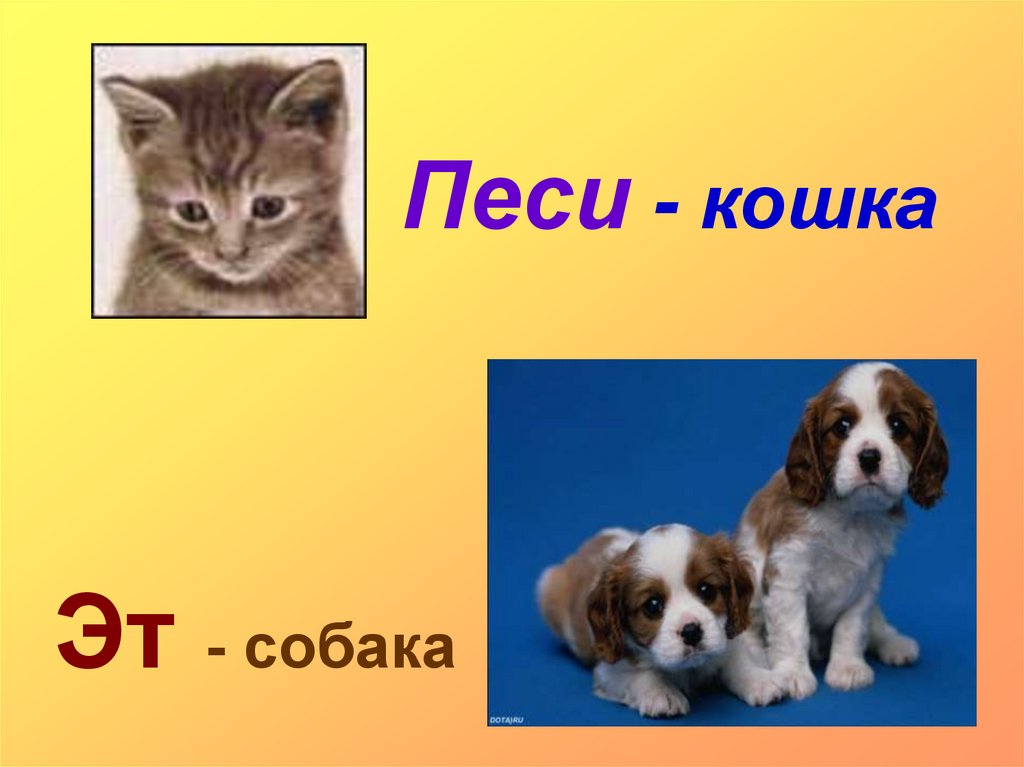 Песи песи пес