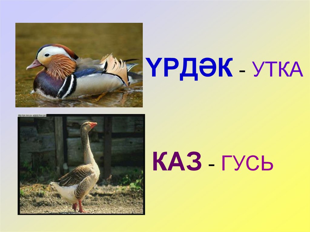 YРДӘК - УТКА