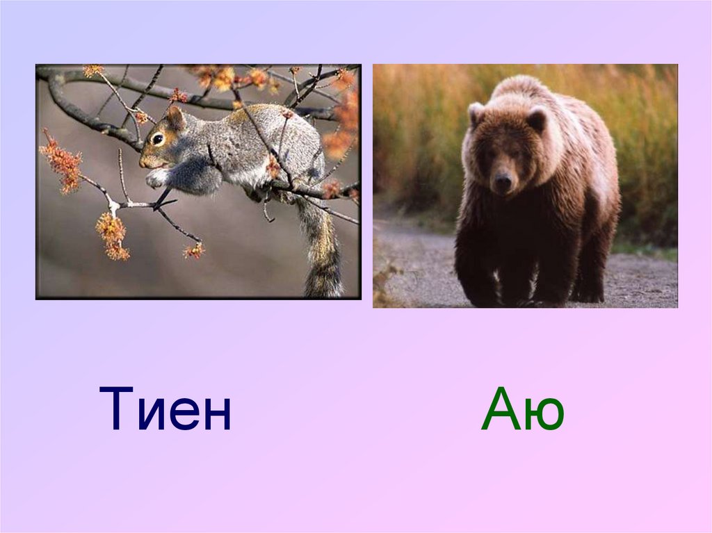 Тиен Аю