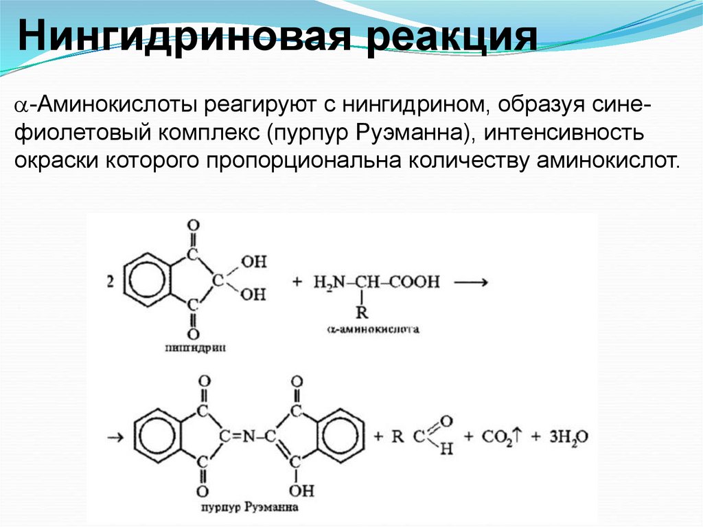 С чем реагируют амины. Реакция с нингидрином на аминокислоты. Леводопа с нингидрином реакция. Нингидриновая реакция механизм реакции.