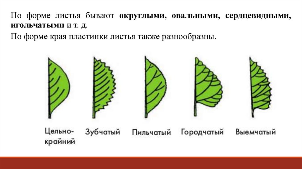 1 листовая пластинка. Многообразие листьев по краю листовой пластинки. Пильчатый край листовой пластинки. Пильчатая форма листа. Формы краев листовых пластинок.