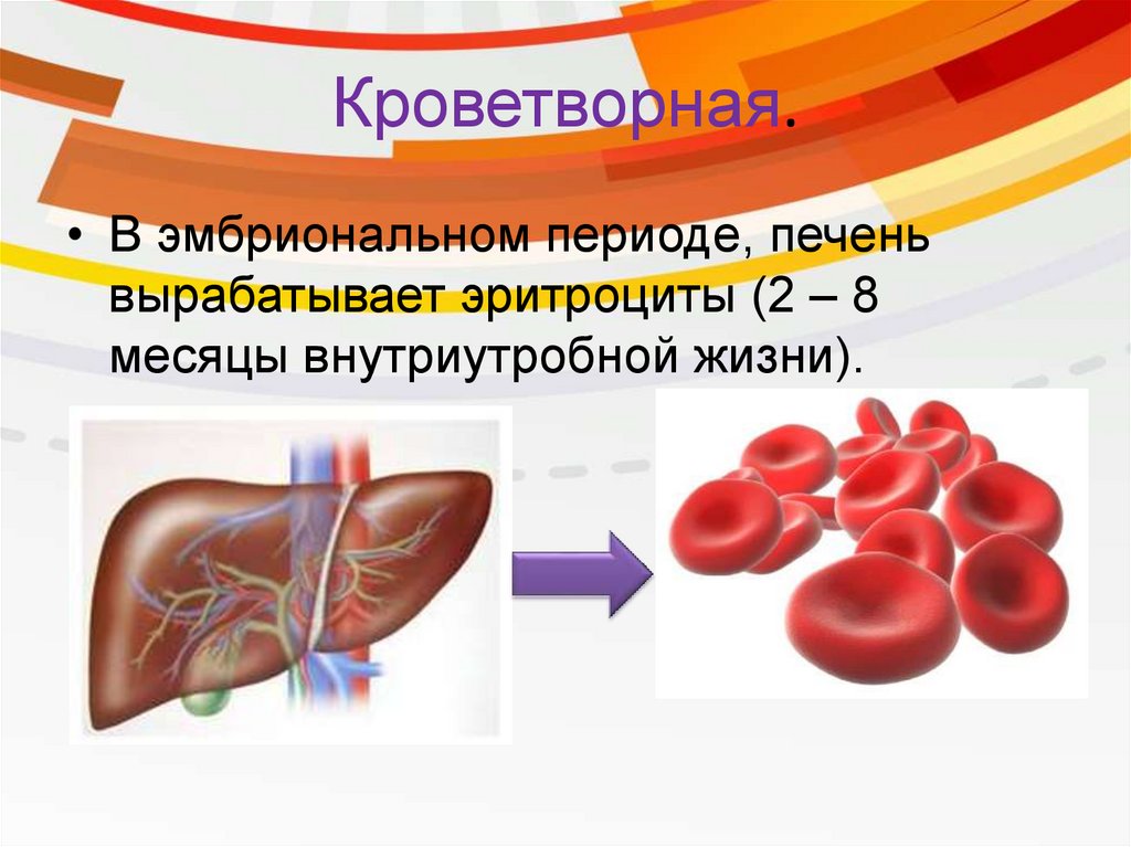 Функции печени 8 класс. Роль печени в организме. Роль печени в организме 8 класс. Кроветворная функция печени. Печень кроветворный орган.