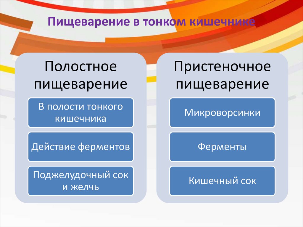 Полостное пищеварение. Полостное и пристеночное пищеварение таблица. Особенности полостного пищеварения таблица. Особенности полостного пищеварения. Особенности полостного и пристеночного пищеварения таблица.