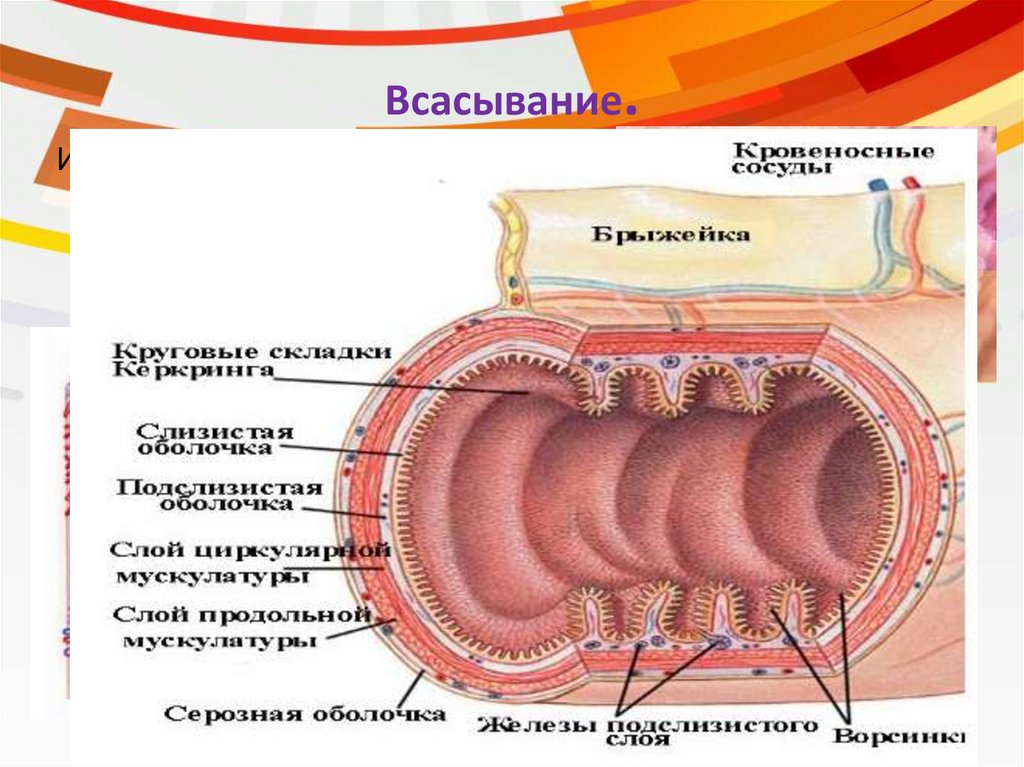 Тонкий кишечник система органов какая. Строение стенки толстой кишки анатомия. Строение стенки Толстого кишечника анатомия. Функции Толстого кишечника тонкого кишечника всасывание. Строение и функции тонкого и Толстого кишечника всасывание.