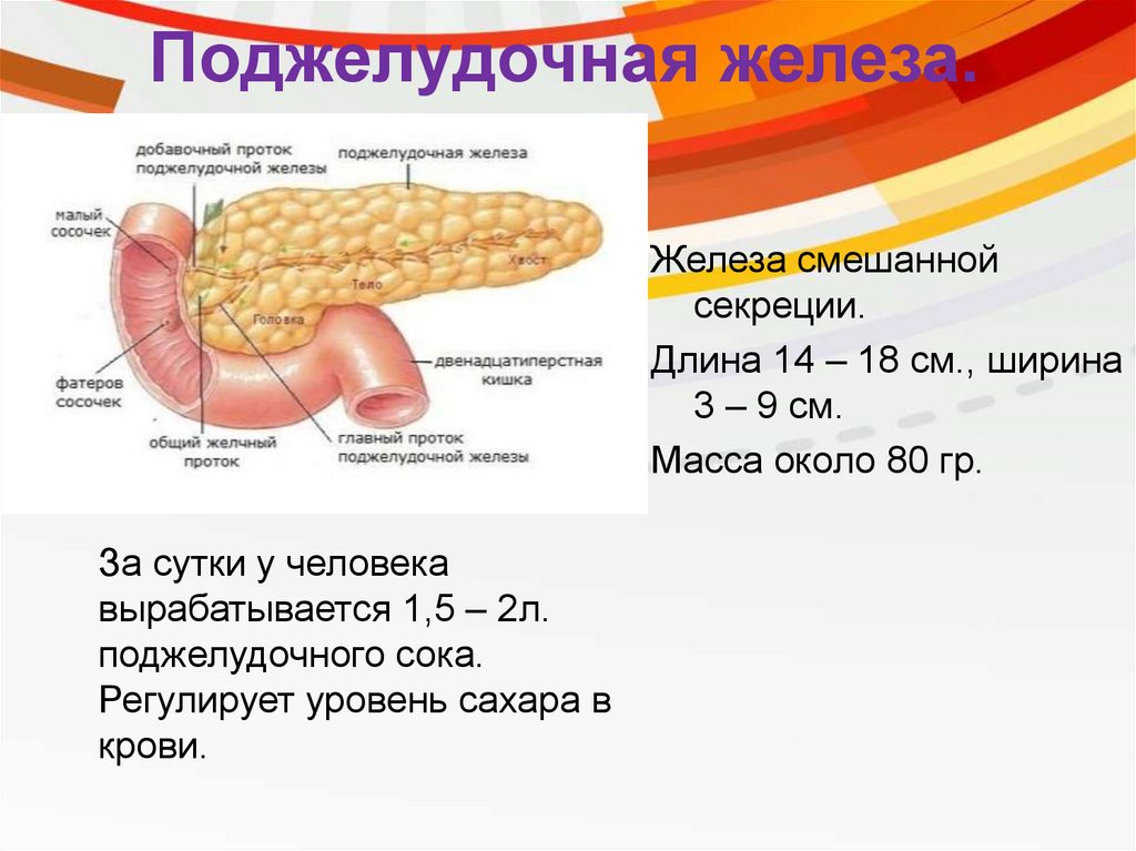 Роль печени и поджелудочной железы. Поджелудочная железа биология 8. Роль поджелудочной железы в пищеварении. Участие поджелудочной железы в пищеварении. Функции поджелудочной железы в пищеварении.