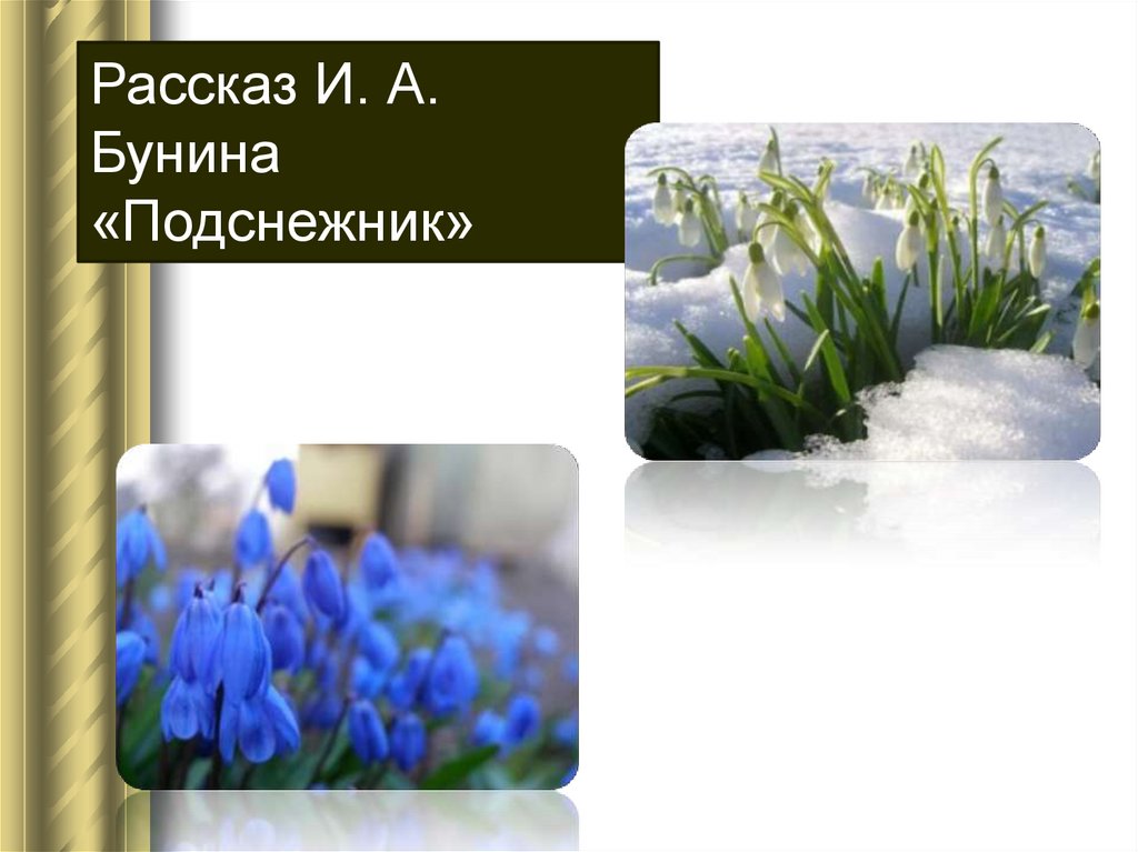 Бунин подснежник слушать. Рассказ Бунина Подснежник. Иллюстрация к рассказу Бунина Подснежник. Бунин Подснежник картинки.