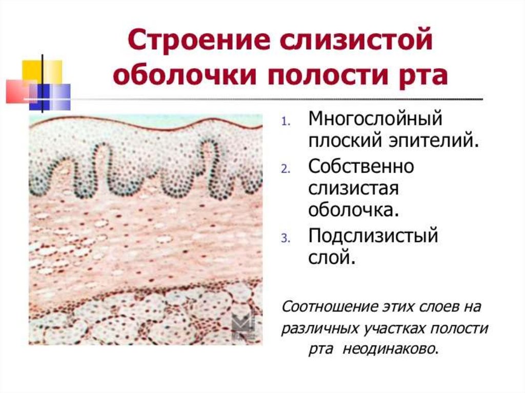 Клетки слизистой полости рта. Гистологическое строение слизистой оболочки. Слизистая оболочка полости рта гистологическое строение. Строение эпителия слизистой оболочки. Эпителий слизистой оболочки ротовой полости.