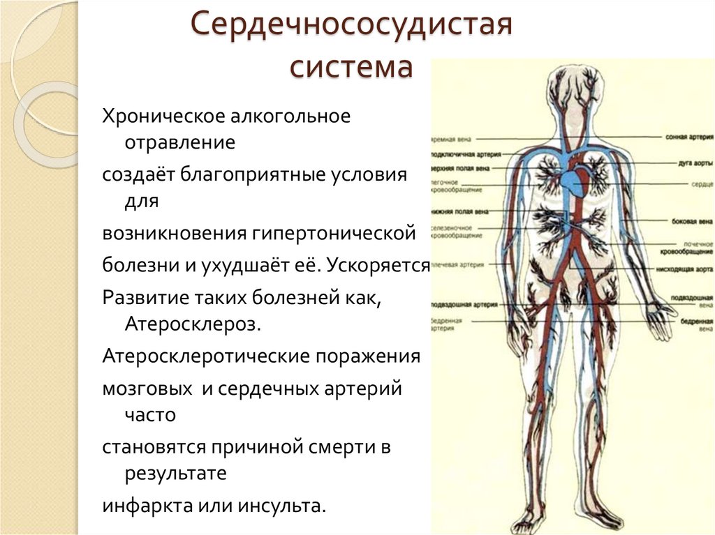 Орган сердечно сосудистой системы. Сосудистая система. Сердечно-сосудистая система человека. Отделы сердечно-сосудистой системы. Сердечно-сосудистую систему разделяют на.