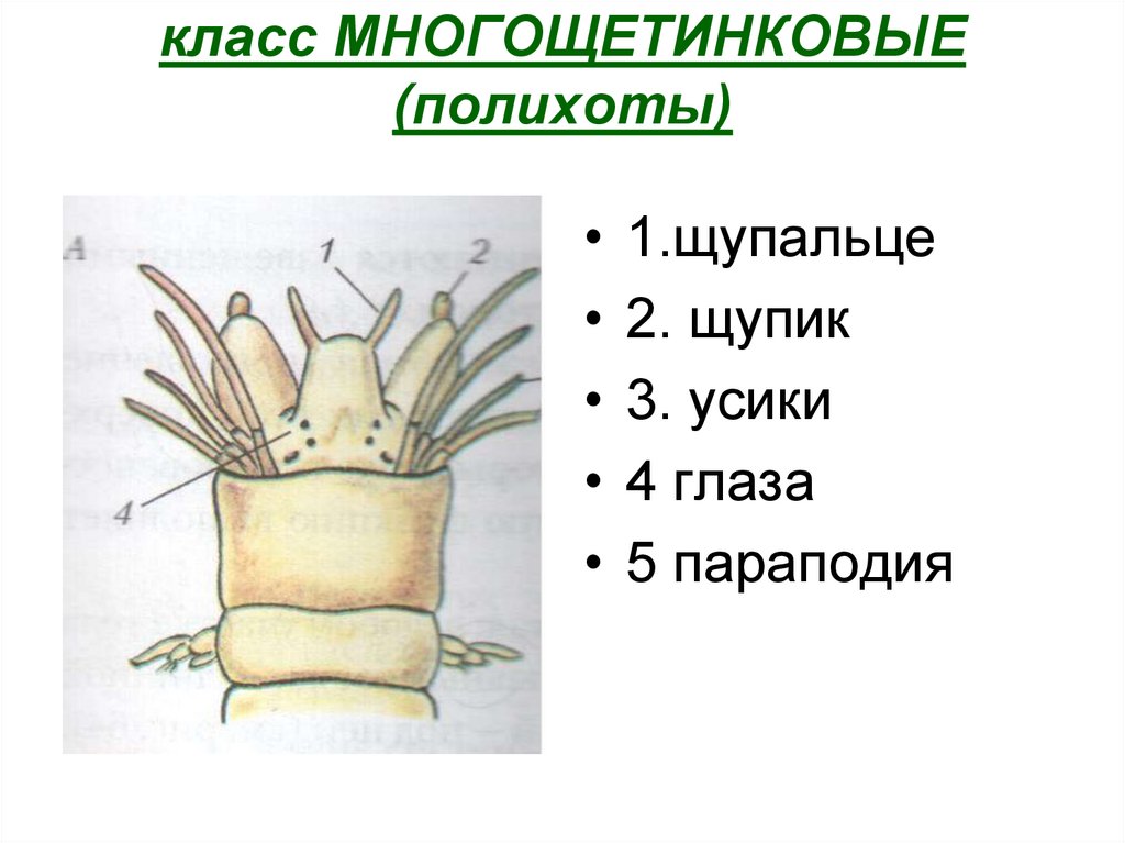 Параподия нереиды рисунок