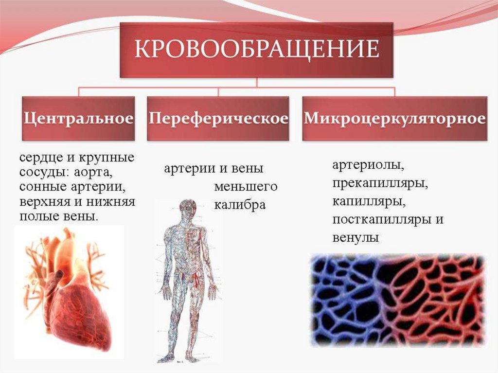 Три отдела кровообращения