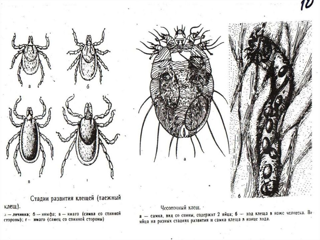 Какой цифрой обозначена на рисунке нимфа половозрелая личинка чесоточного клеща