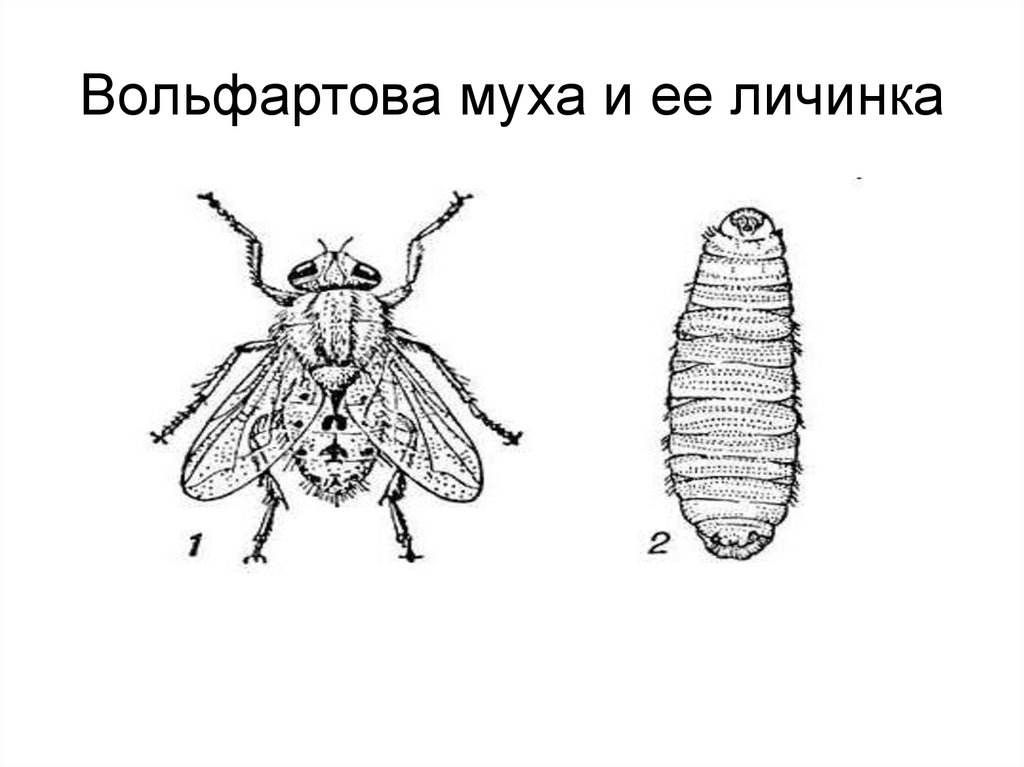 Морфология вольфартовой мухи рисунок