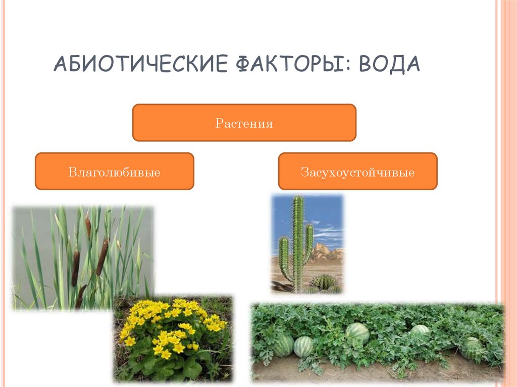 Экологические факторы 9 класс биология презентация