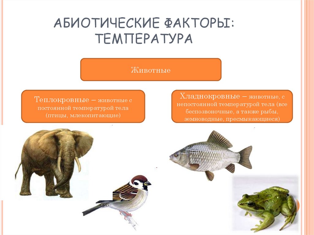 Экологические факторы среды 5 класс биология презентация