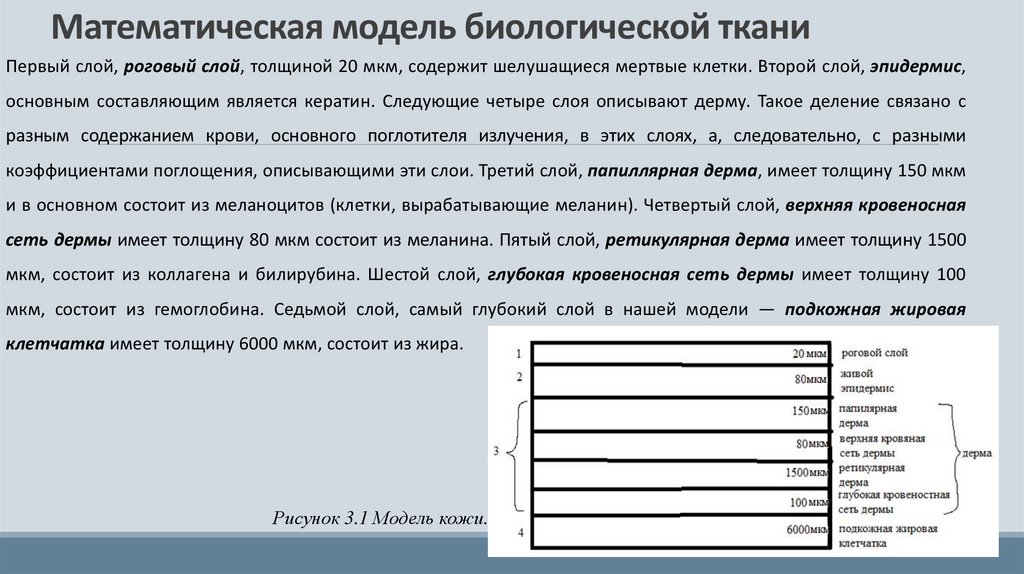 Математическая модель биологической ткани