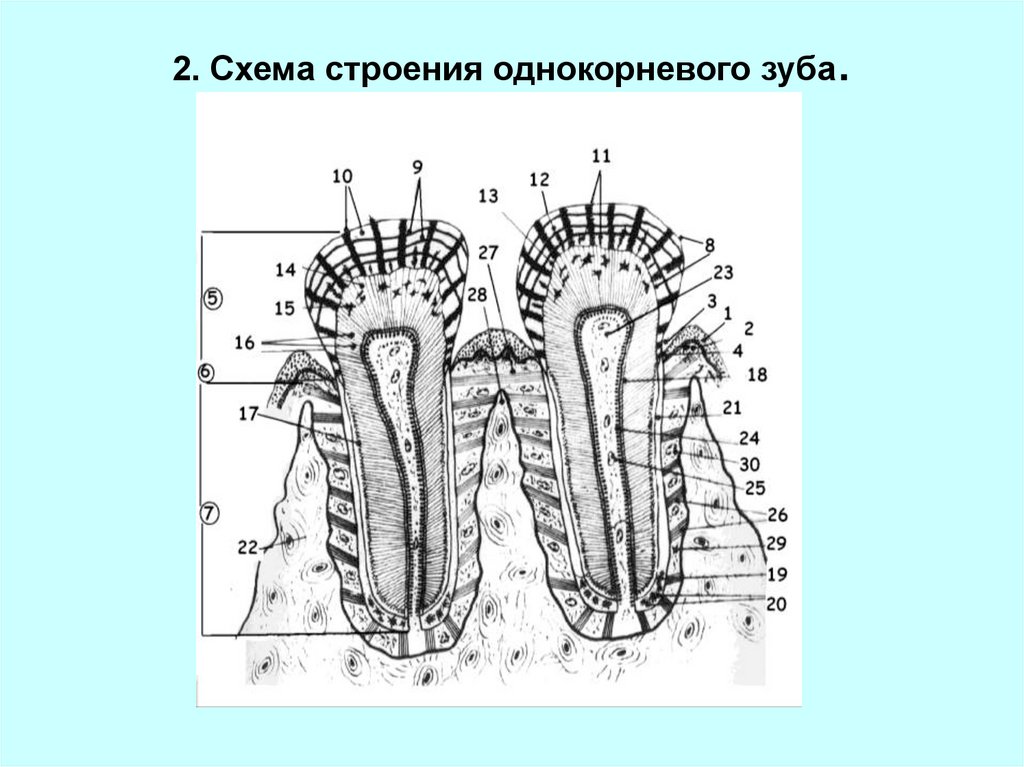 Гистология схема зуба