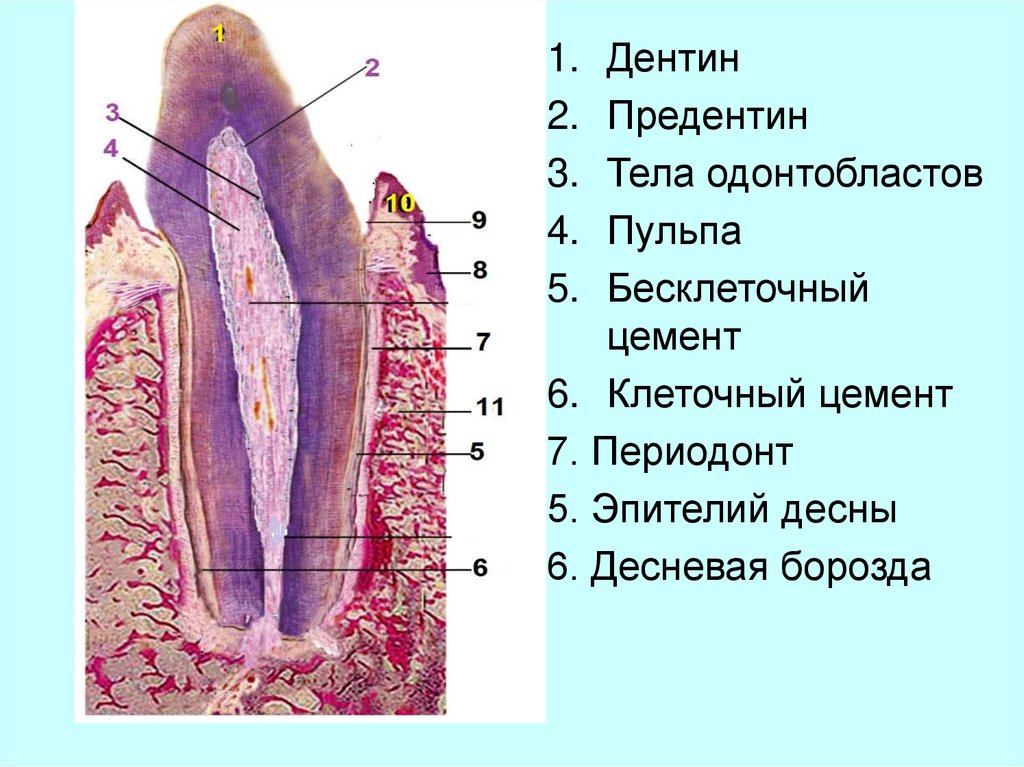 Звуковая схема зуб