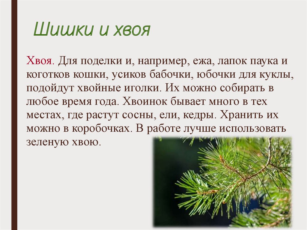 Хвойные шишки болезнь. Какие бывают шишки у хвойных. Какие бывают шишки у хвойных деревьев названия. У какого хвойного шишки растут. Выберите верные ответы для хвойных лесов характерны