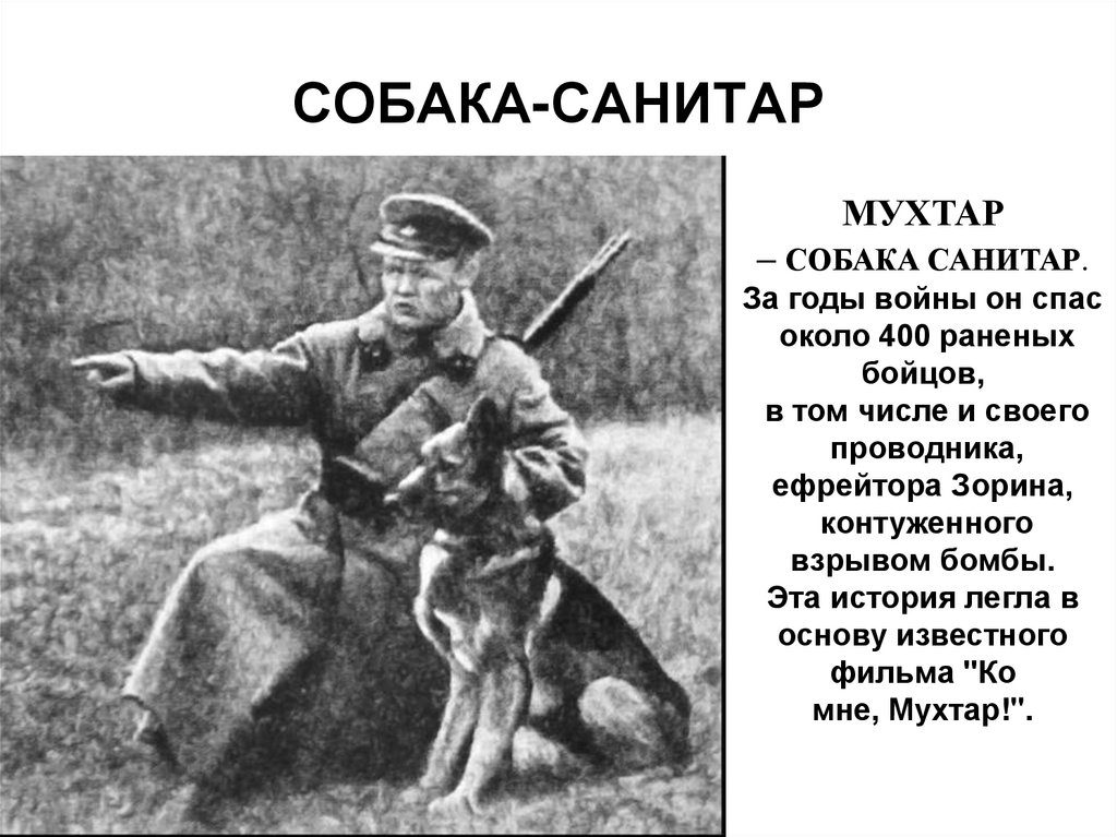 Собака санитар картинки