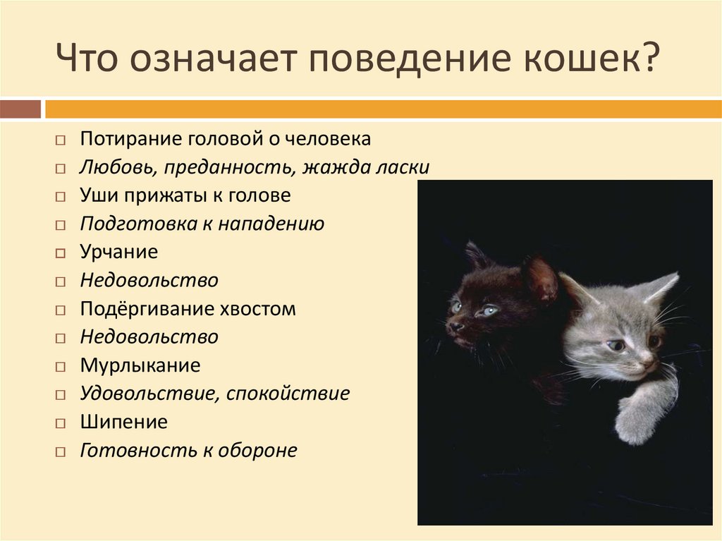 Рассмотрите фотографию рыжей с белым кошки выберите характеристики