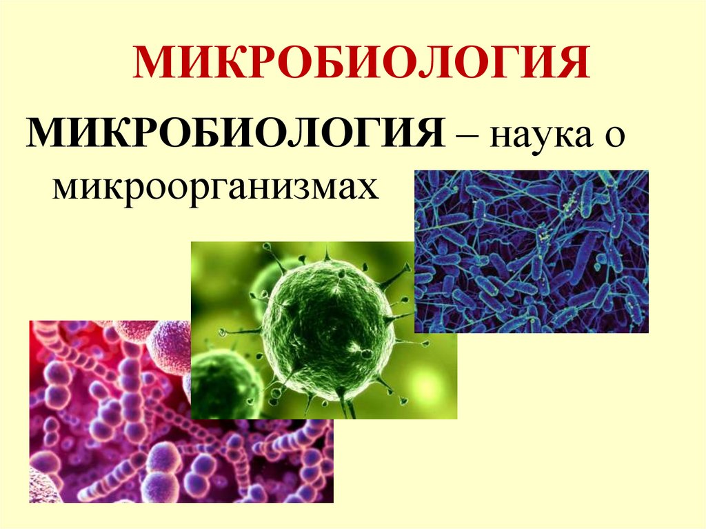Микробиология изучает бактерии. Микробиология это наука в биологии. Микробиология это в биологии. Микробиология это наука изучающая. Микробиология наука о микроорганизмах.