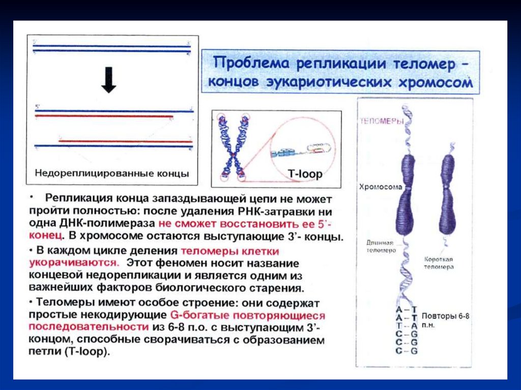 Сколько молекул днк в данной хромосоме. Репликация концевых участков хромосом. Репликация теломерных участков ДНК эукариот. Репликация теломерных участков хромосом. Репликация ДНК И хромосомы.