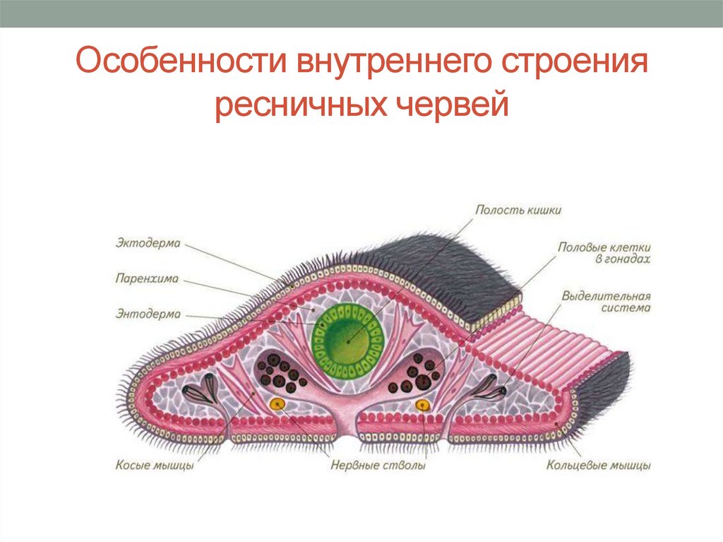 Особенности внутри. Кожно-мускульный мешок планарии образован. Внутреннее строение ресничных червей. Черви кожно мускульный мешок. Внутреннее строение ресничных плоских червей.