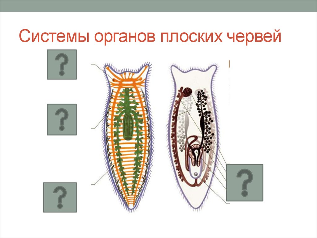 К группе плоских червей относится. Тип плоские черви 7 класс строение. Система органов плоских червей 7 класс. Пищеварительная система плоских червей 7 класс биология. Тип плоские черви системы органов.