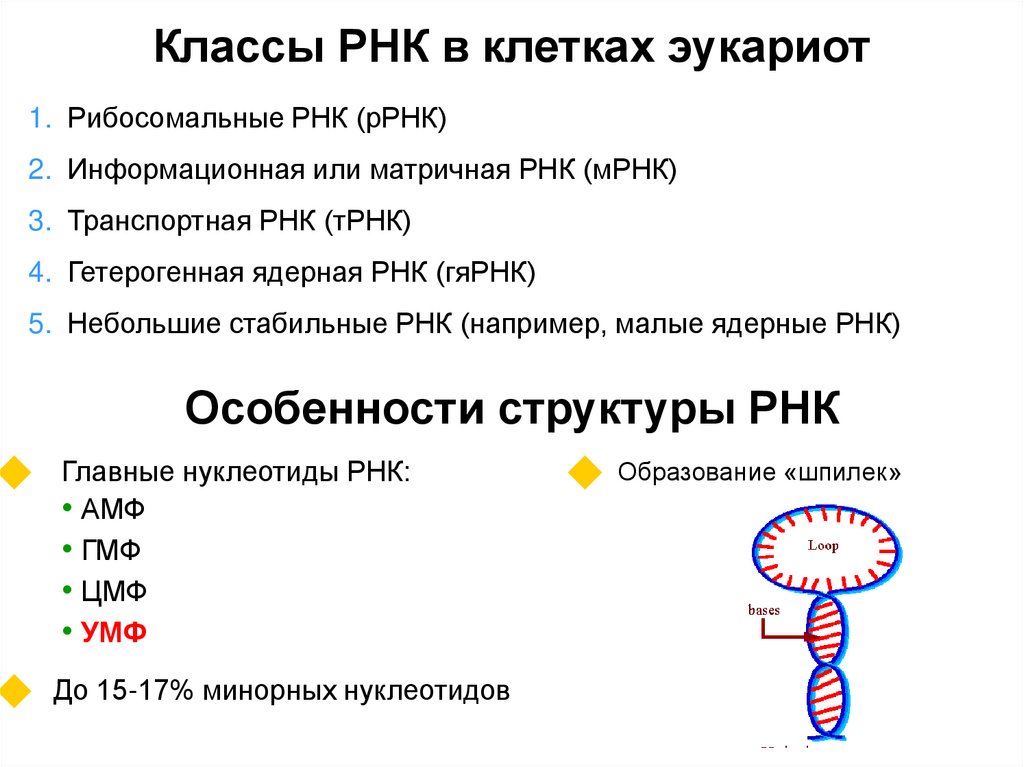 Малые рнк. Синтез РНК транскрипция.