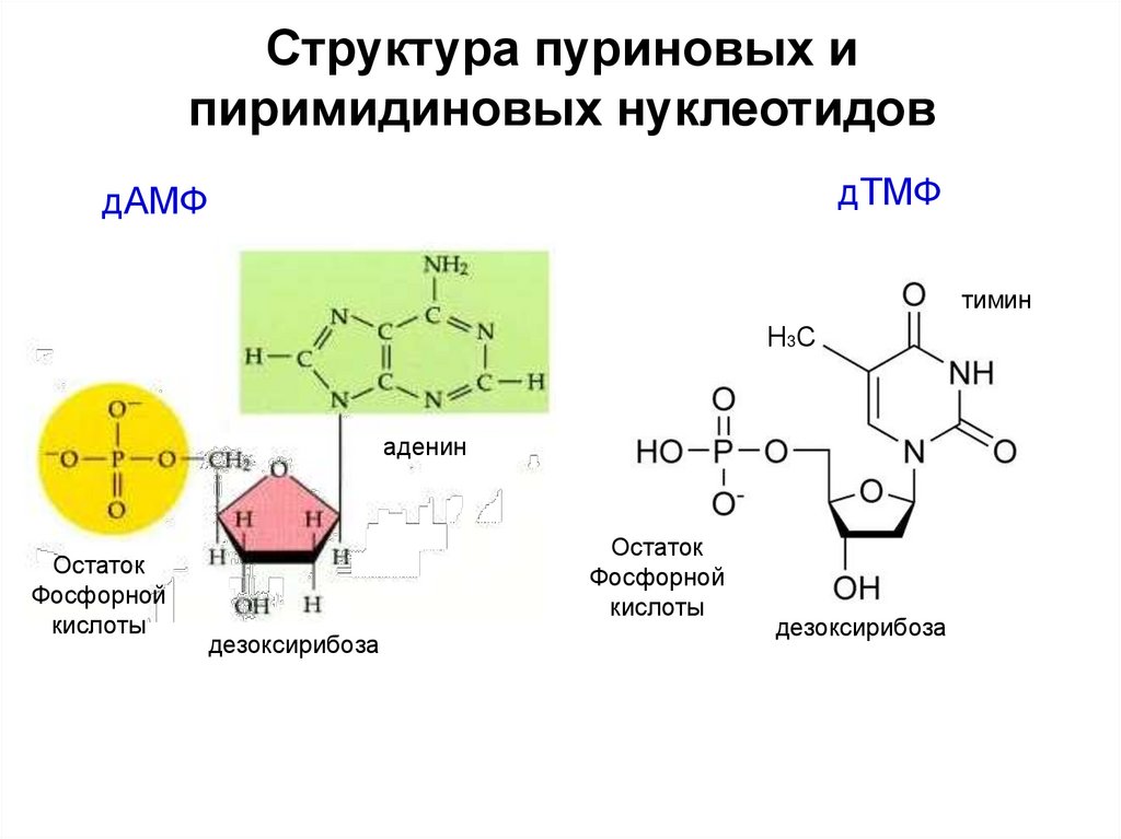 Пуриновыми нуклеотидами являются. Строение пиримидиновых нуклеотидов. Пуриновые и пиримидиновые нуклеотиды. Пуриновые нуклеотиды формулы. Комплементарные пуриновые и пиримидиновые основания ДНК.