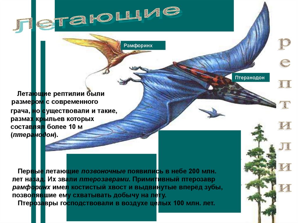 Жила на свете птеранодон. Рамфоринх (Rhamphorhynchus). Птеранодон. Строение крыла Птерозавра. Птеранодон размах крыльев.