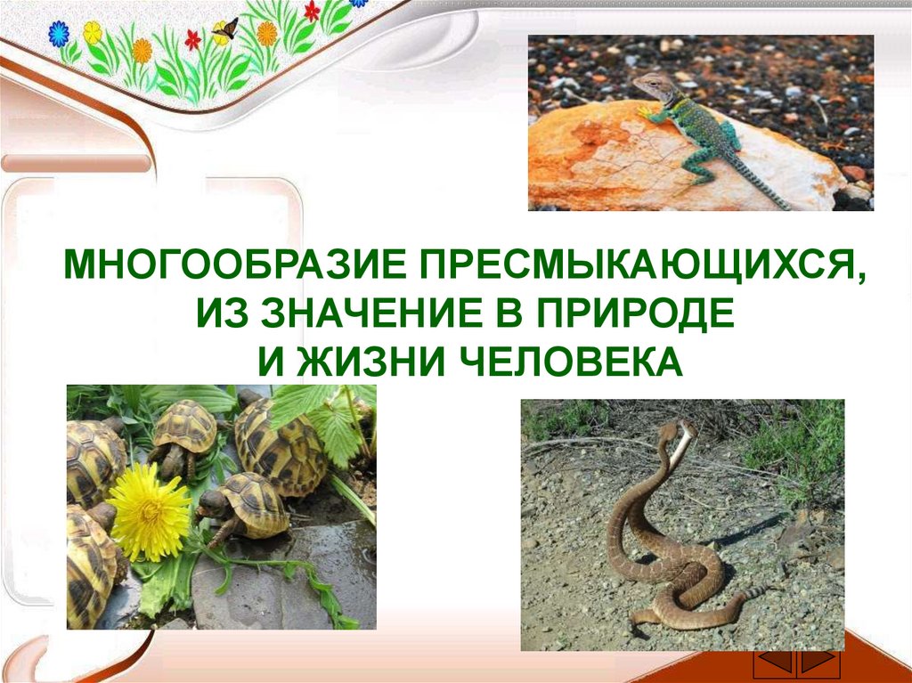 Важность сохранения в природе рептилий на примерах. Пресмыкающиеся в жизни человека. Разнообразие рептилий. Разнообразие пресмыкающихся. Змеи в природе и жизни человека.