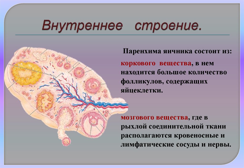 Внутреннее строение яичника. Фиброма яичника гистология. Внутреннее строение жидкости. Яичник гистология рисунок.