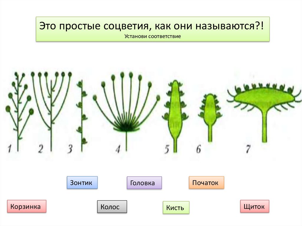 Головка простое или сложное. Рис соцветия биология 6 класс. Простые и сложные соцветия 6 класс биология. Соцветие строение 6. Простые соцветия.