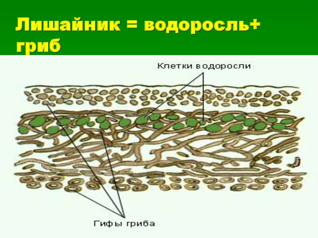 Строение лишайника под микроскопом. Схема внутреннего строения лишайника 5 класс биология. Внутреннее строение лишайника. Модель внутреннего строения лишайника. Лишайник состоит из гриба