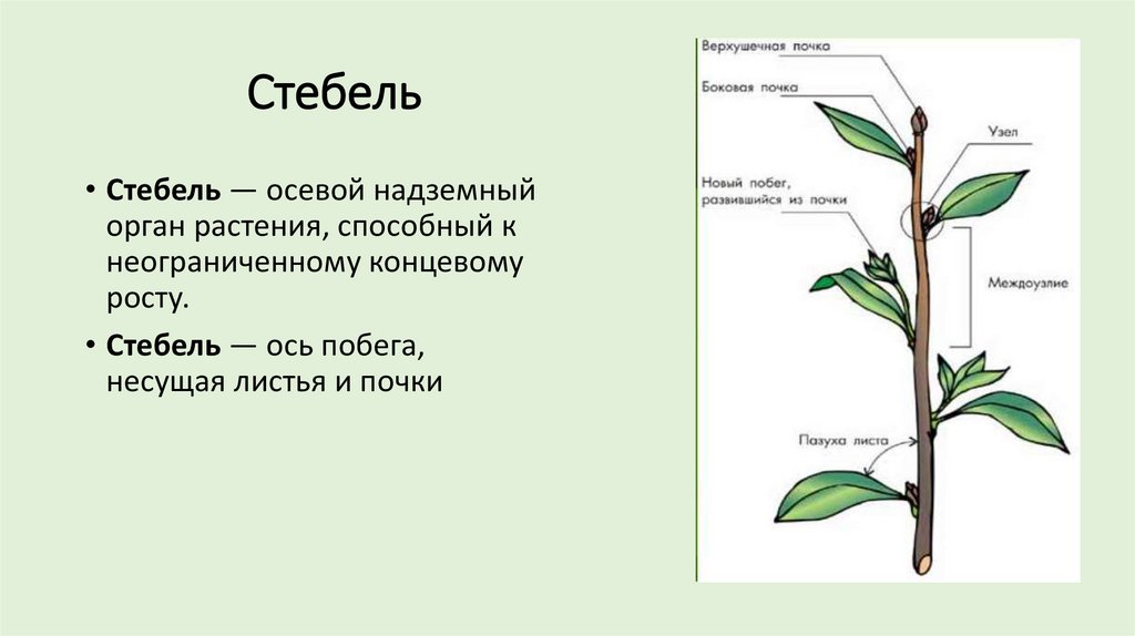 Особенности стебля растения