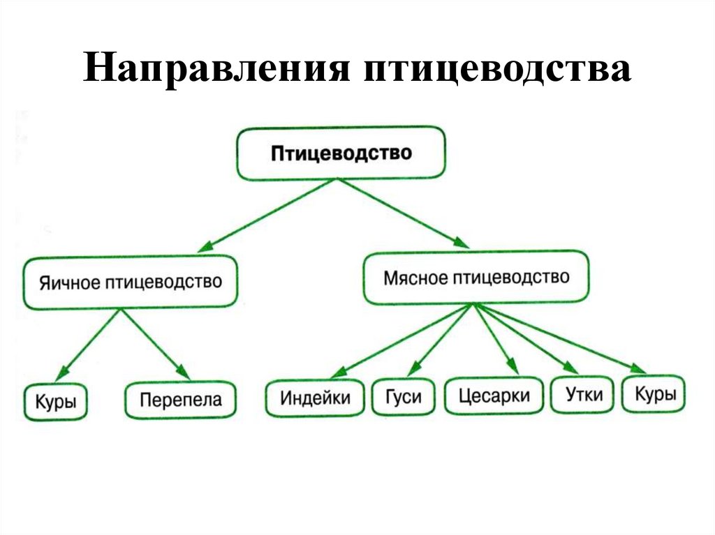 Направления продукции. Направления птицеводства. Птицеводство направление продукции. Направления птицеводства в России. Направления птицеводства схема.