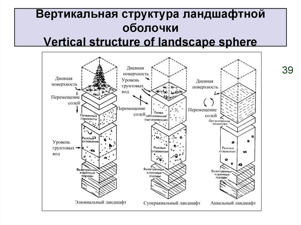 Вертикальные части ответы. Горизонтальная и вертикальная структура ландшафта. Вертикальное строение ландшафта. Вертикальное (ярусное) строение ландшафта. Горизонтальное строение ландшафта.