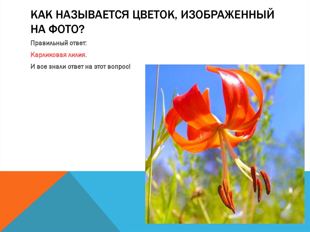 Как называется цветок, изображенный на фото?