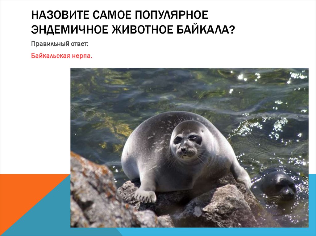 Назовите самое популярное эндемичное животное Байкала?