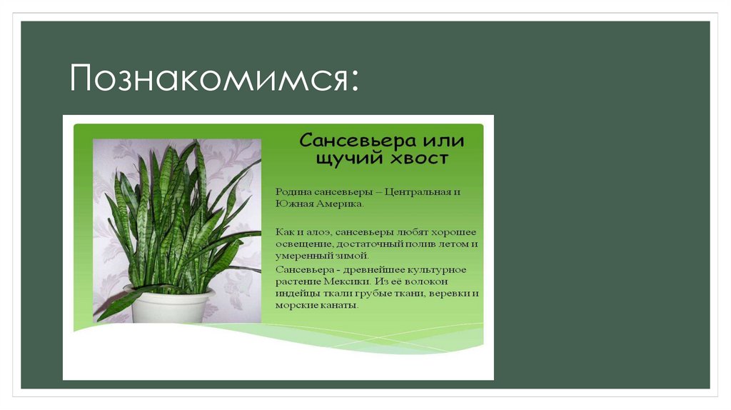 Познакомимся: