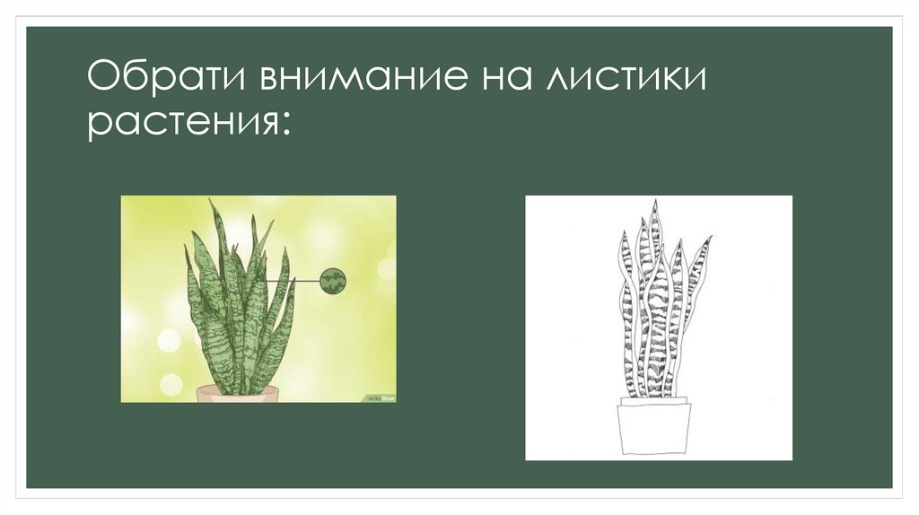 Обрати внимание на листики растения: