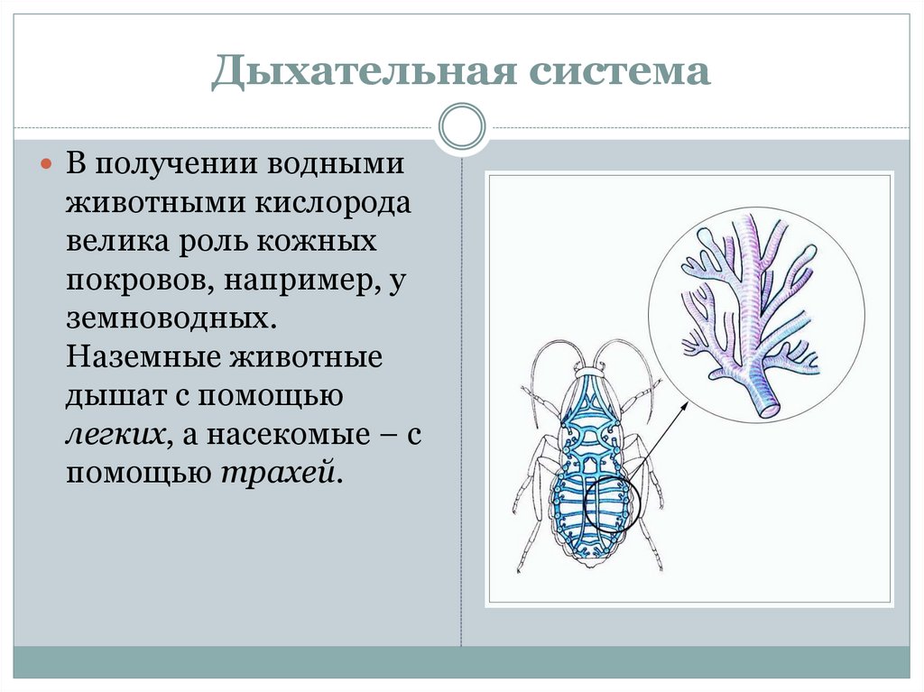 В чем особенность трахейного дыхания