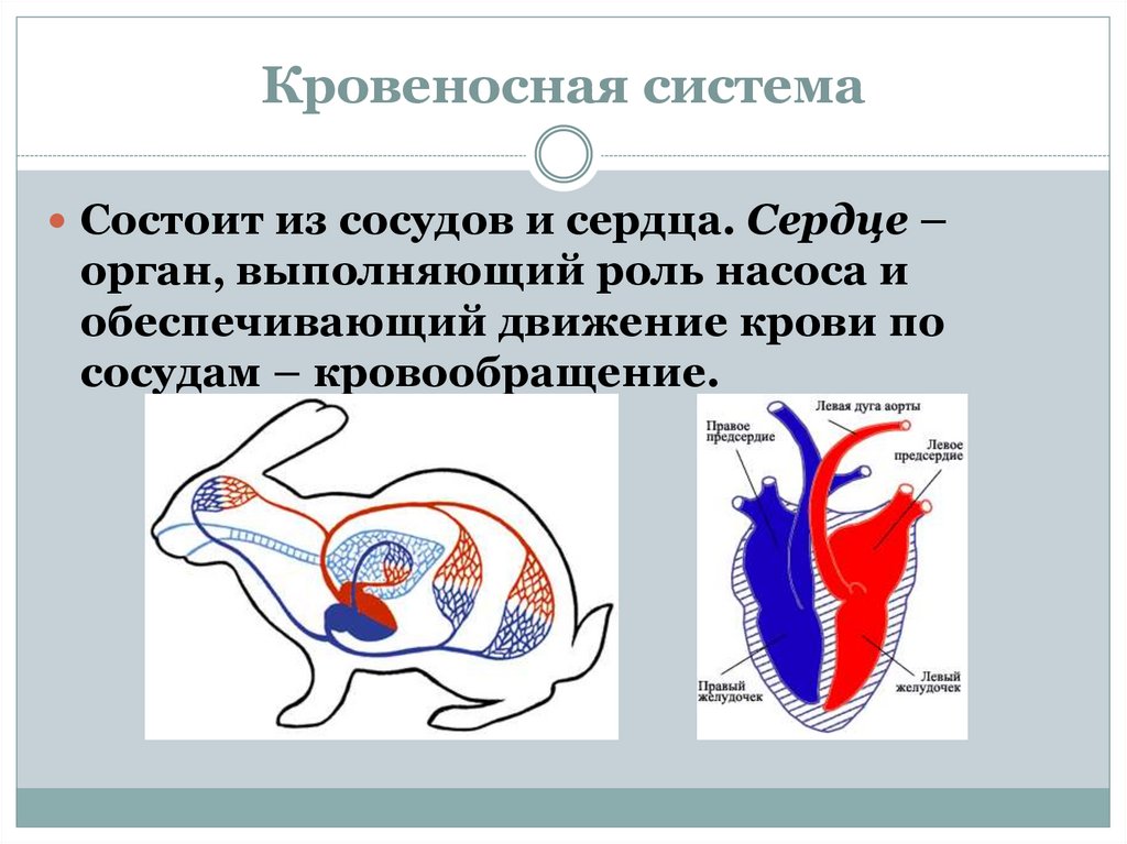 Круги кровообращения животных схема