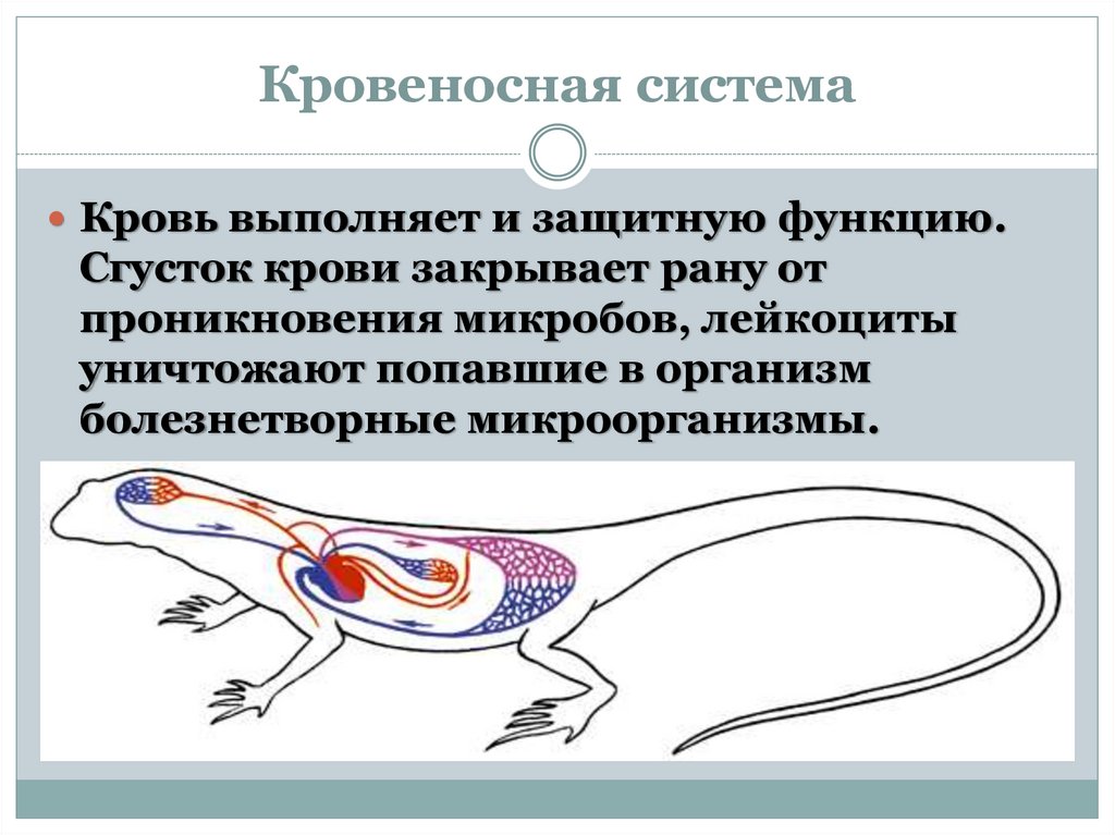 Органы животных какую функцию выполняют